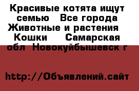 Красивые котята ищут семью - Все города Животные и растения » Кошки   . Самарская обл.,Новокуйбышевск г.